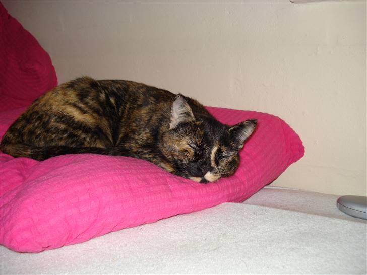 Huskat Chilla billede 6