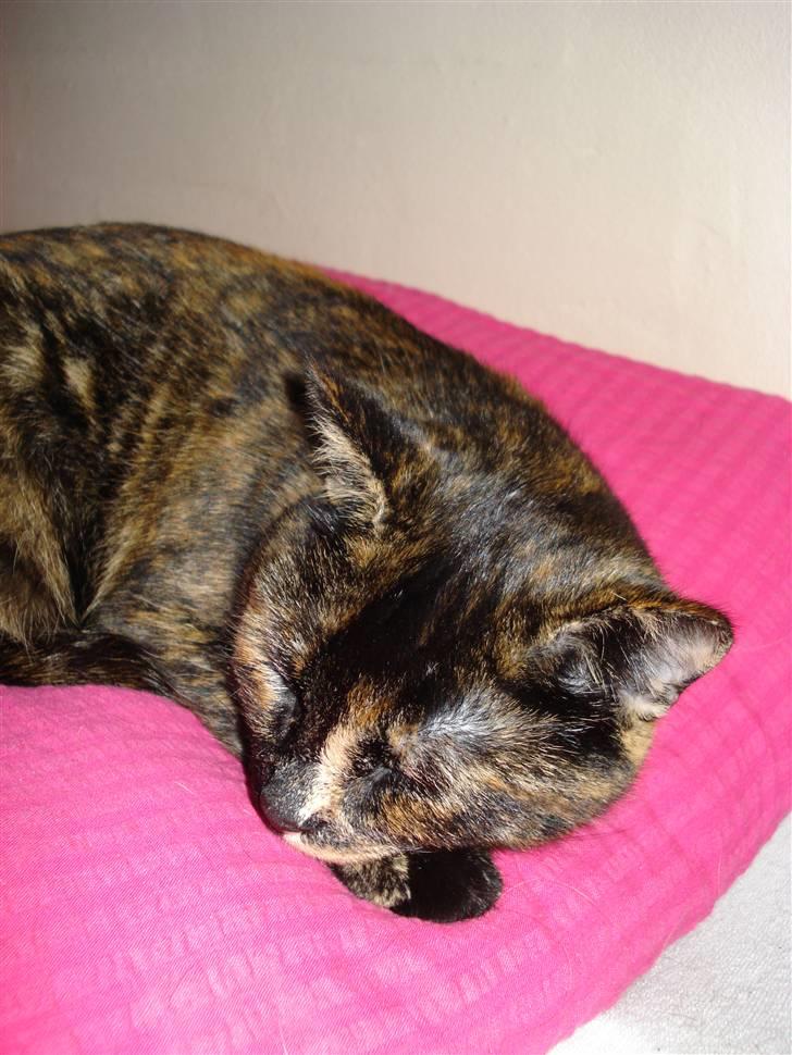 Huskat Chilla billede 7