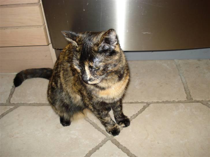 Huskat Chilla billede 8