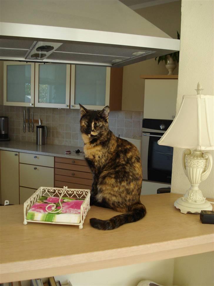 Huskat Chilla billede 9