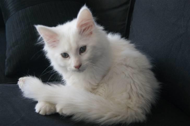 Maine Coon Mille billede 1