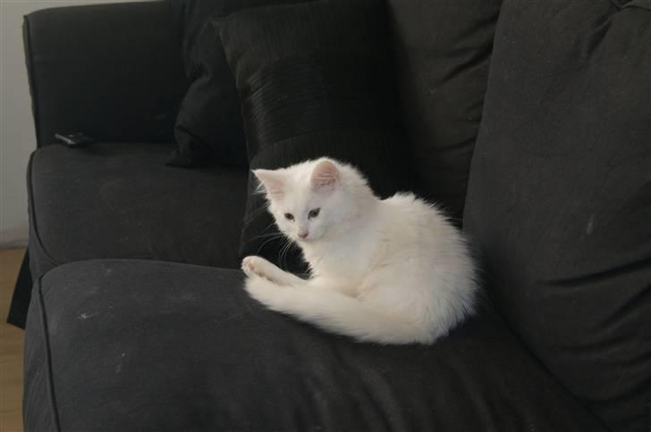 Maine Coon Mille billede 2