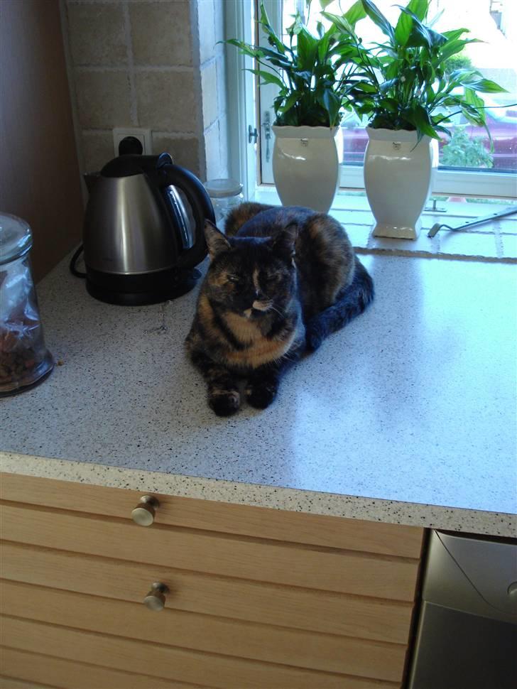 Huskat Chilla billede 10