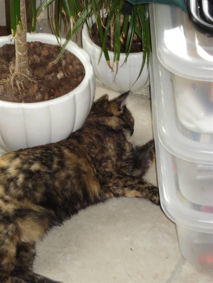 Huskat Chilla billede 11