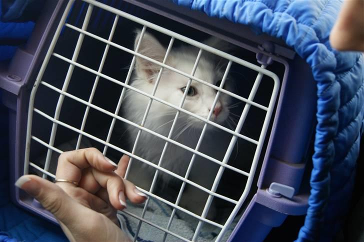 Maine Coon Mille billede 3