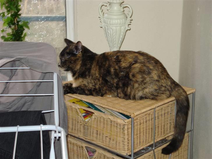 Huskat Chilla billede 12