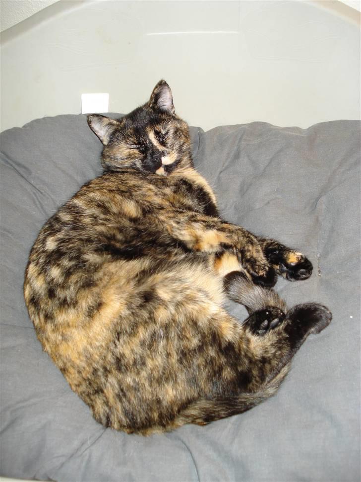 Huskat Chilla billede 13