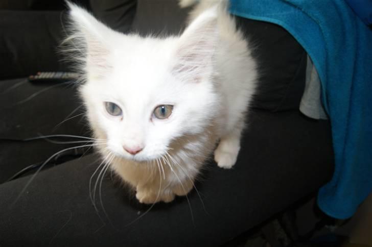 Maine Coon Mille billede 4