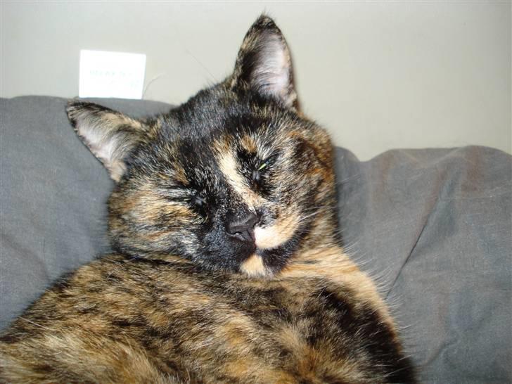 Huskat Chilla billede 14