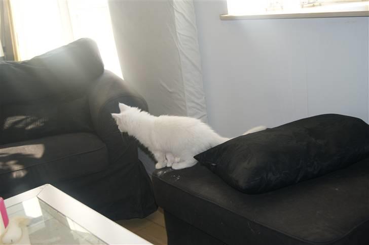 Maine Coon Mille billede 5