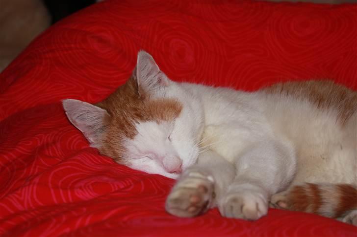 Huskat Snoopey <3 - Velkommen til Snoopey´s profil. Læg gerne en kommentar+bedømmelse<3 :D billede 1