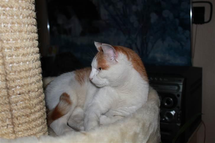 Huskat Snoopey <3 - Den smukke i kradsetræet xD <3 Billede taget af mig :D billede 2