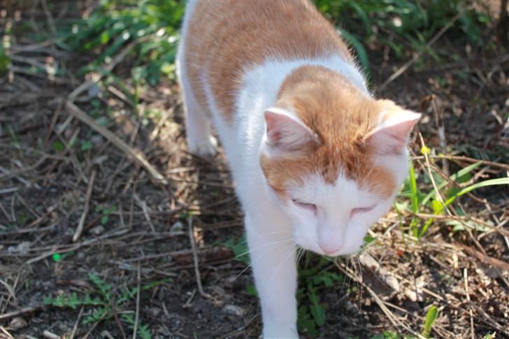 Huskat Snoopey <3 - Missen ude i det gode vejr <3 :D Billede taget af mig :D billede 3