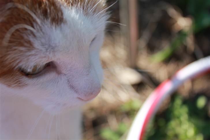 Huskat Snoopey <3 - Elsker dig <3 :D Billede taget af mig :D billede 4