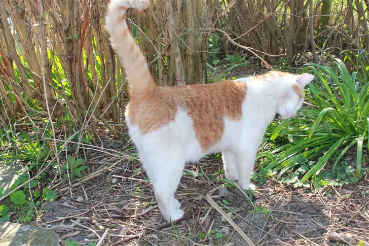 Huskat Snoopey <3 - <3 :D Billede taget af mig :D billede 5