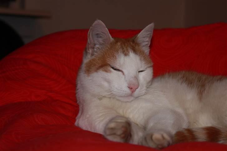 Huskat Snoopey <3 - <3 Billede taget af mig :D billede 6