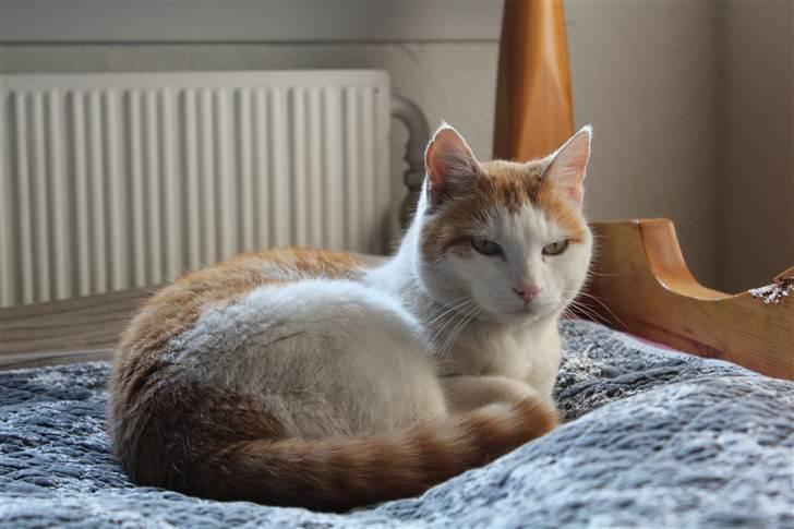 Huskat Snoopey <3 - Snoopey jeg elsker dig!<3 Billede taget af mig :D billede 7