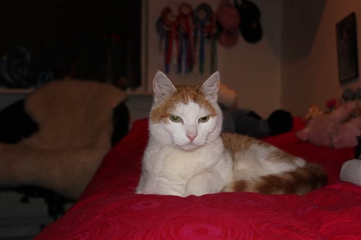 Huskat Snoopey <3 - <3 Billede taget af mig :D billede 8