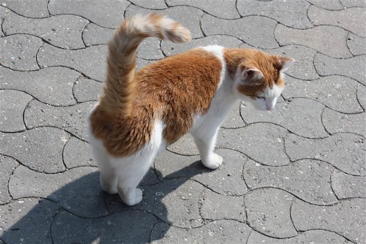 Huskat Snoopey <3 - :D Billede taget af min søster Frederikke :D billede 9