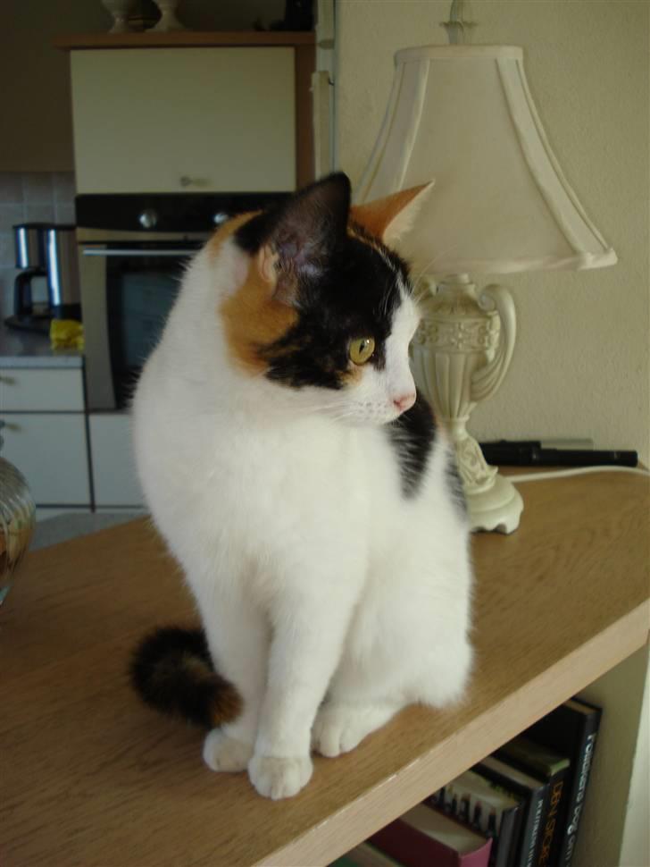 Huskat Chili billede 1