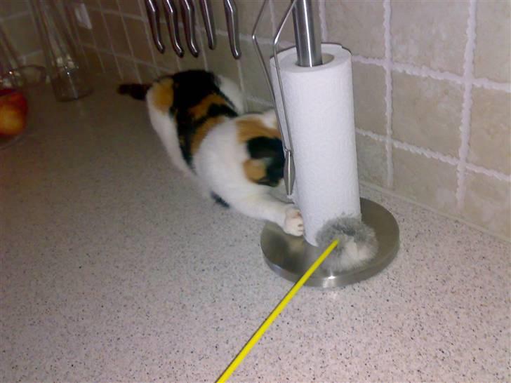 Huskat Chili billede 2