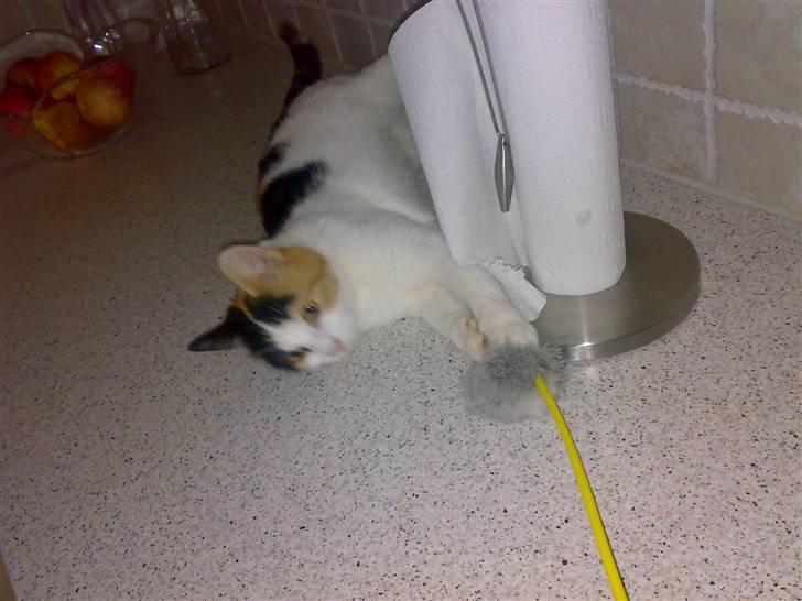 Huskat Chili billede 3