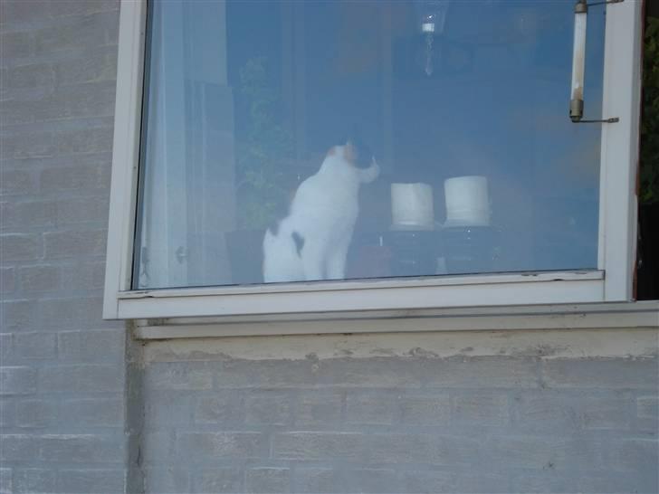 Huskat Chili billede 4