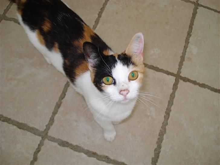 Huskat Chili billede 5