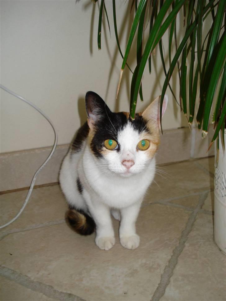 Huskat Chili billede 6