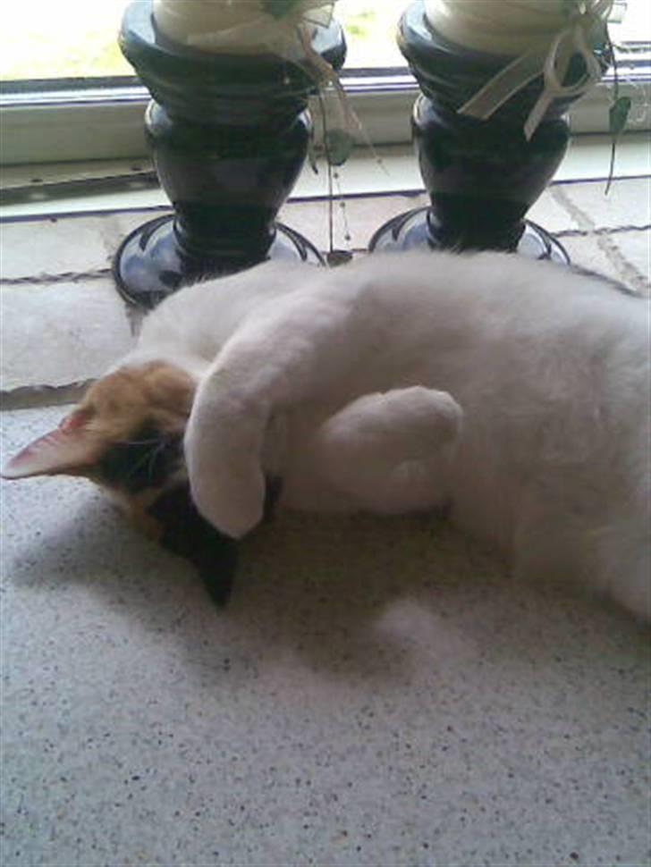 Huskat Chili billede 7