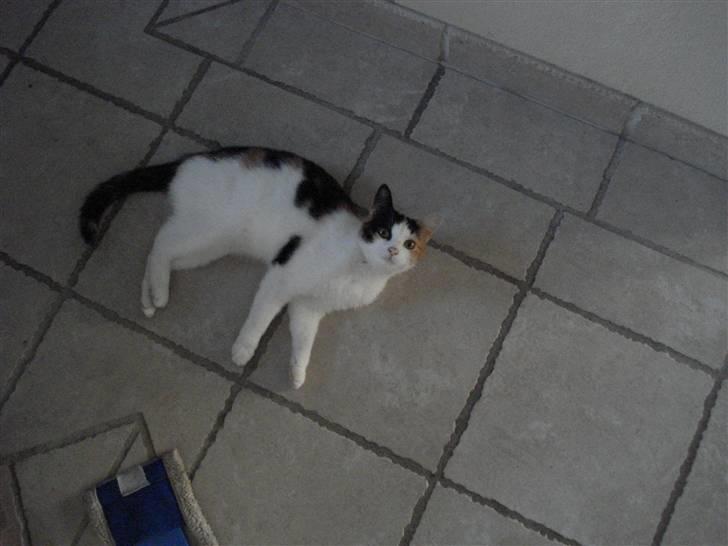 Huskat Chili billede 8