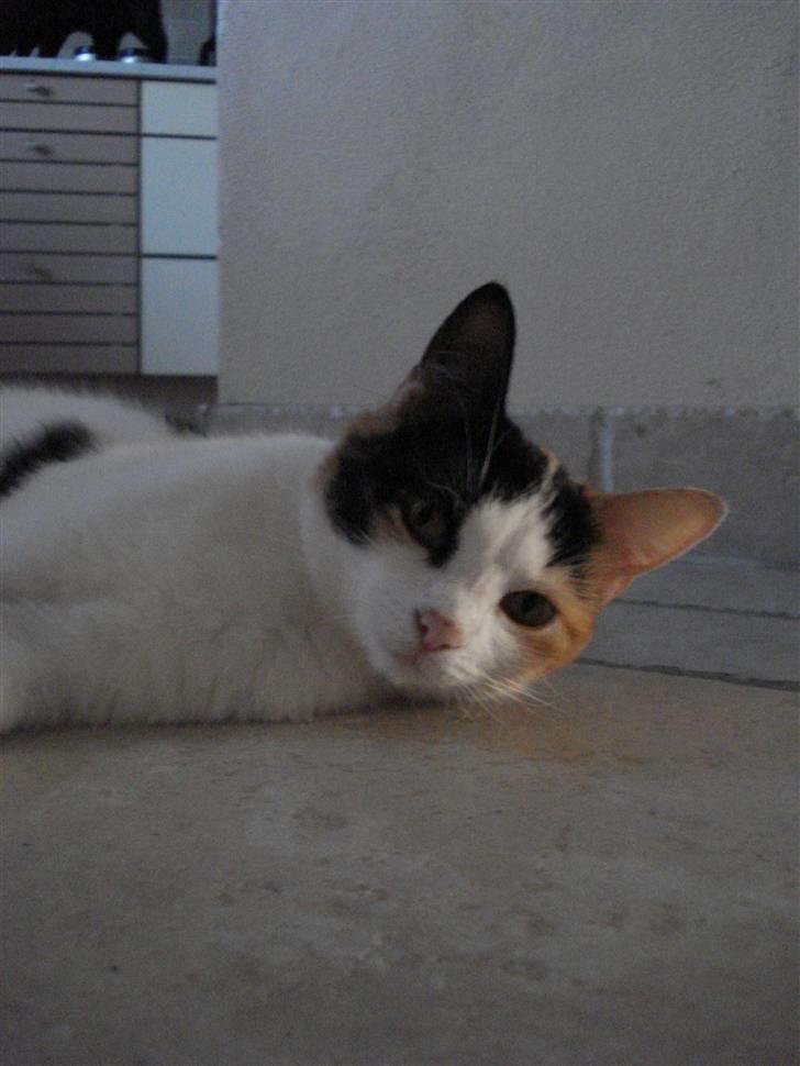 Huskat Chili billede 9