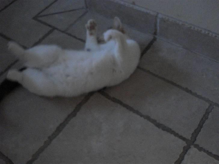 Huskat Chili billede 10