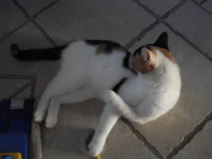 Huskat Chili billede 11