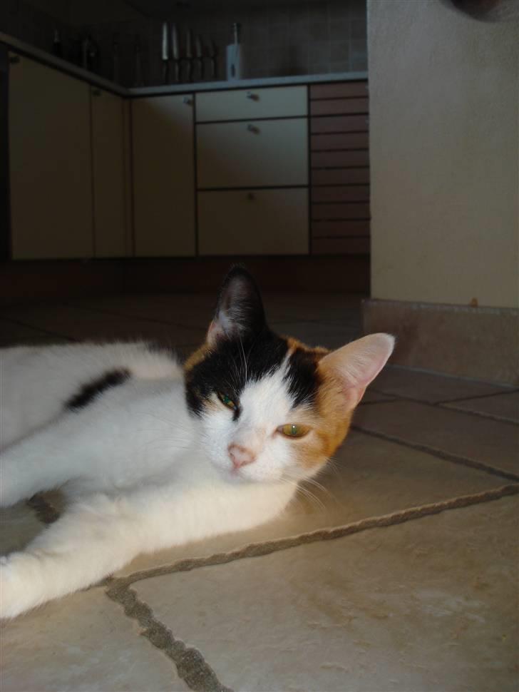 Huskat Chili billede 12