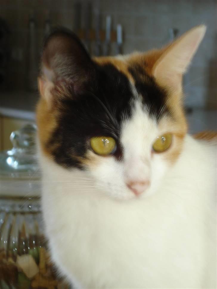 Huskat Chili billede 13