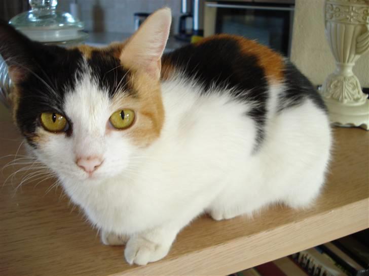 Huskat Chili billede 14