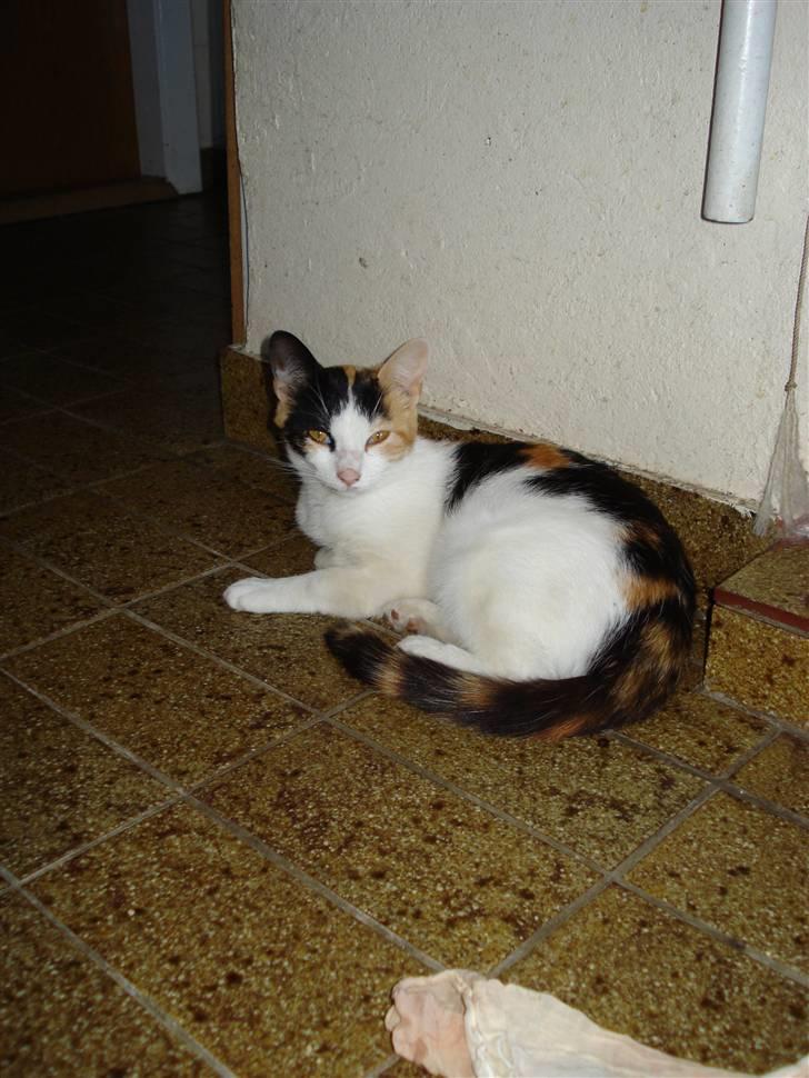 Huskat Chili billede 15