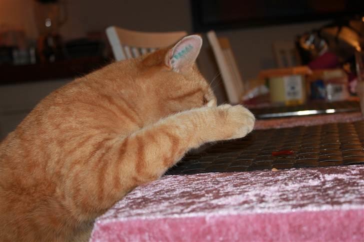 Huskat Simba <3 Sov sødt mindreng<3 - Hov, hov Simba? ;P Haha, det var noget ketchup der lå på bordet :b billede 2