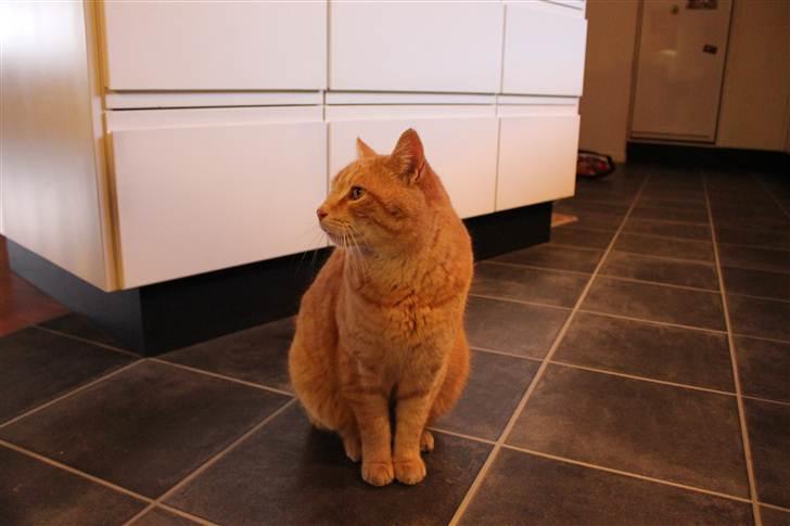 Huskat Simba <3 Sov sødt mindreng<3 - Elsker dig basse <3 Billede taget af mig :D billede 3