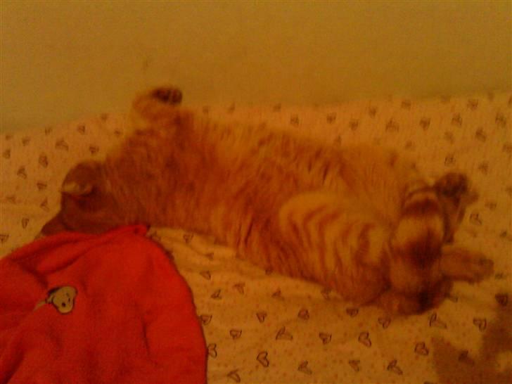 Huskat Simba <3 Sov sødt mindreng<3 - Zzzzzz ;-D Når Simba slapper af xD Hehe, elsker dig basse <3 
(dårlig kvalitet) billede 4