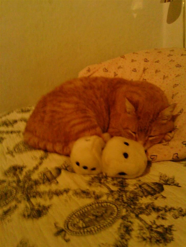 Huskat Simba <3 Sov sødt mindreng<3 - Putte putte <3 xD (dårlig kvalitet) billede 5