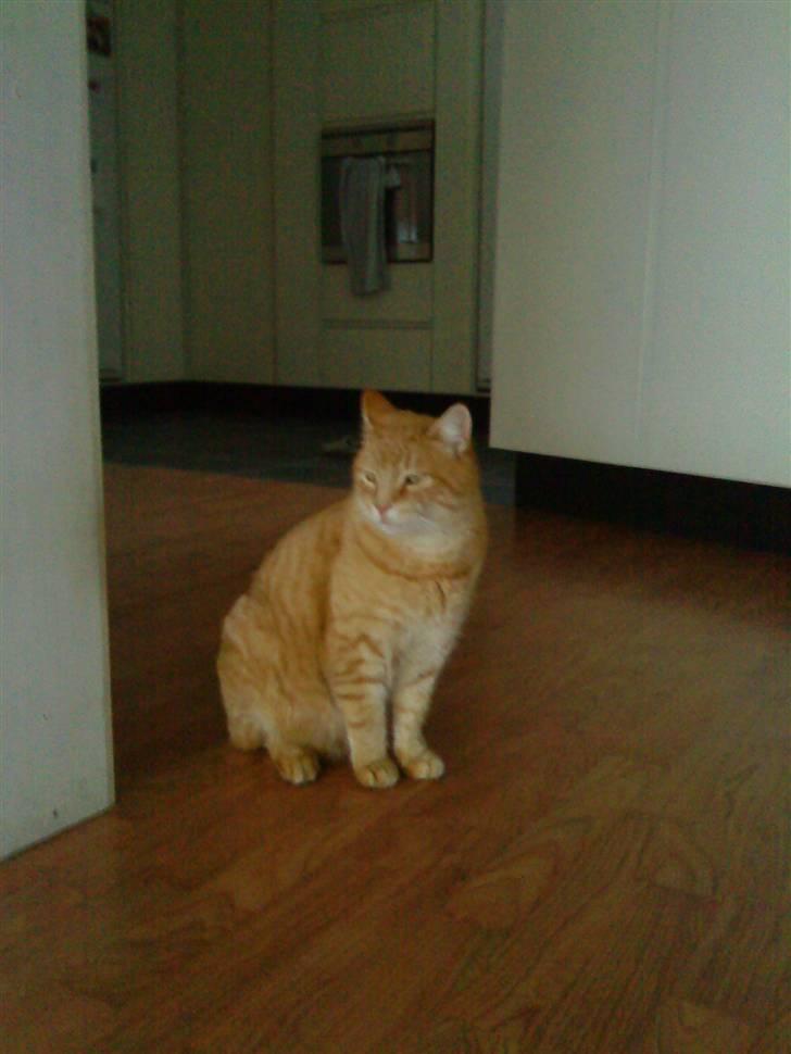 Huskat Simba <3 Sov sødt mindreng<3 - <3 (dårlig kvalitet) billede 6