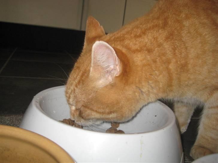 Huskat Simba <3 Sov sødt mindreng<3 - Simba spiser hundenes mad xD  hehe <3 billede 7