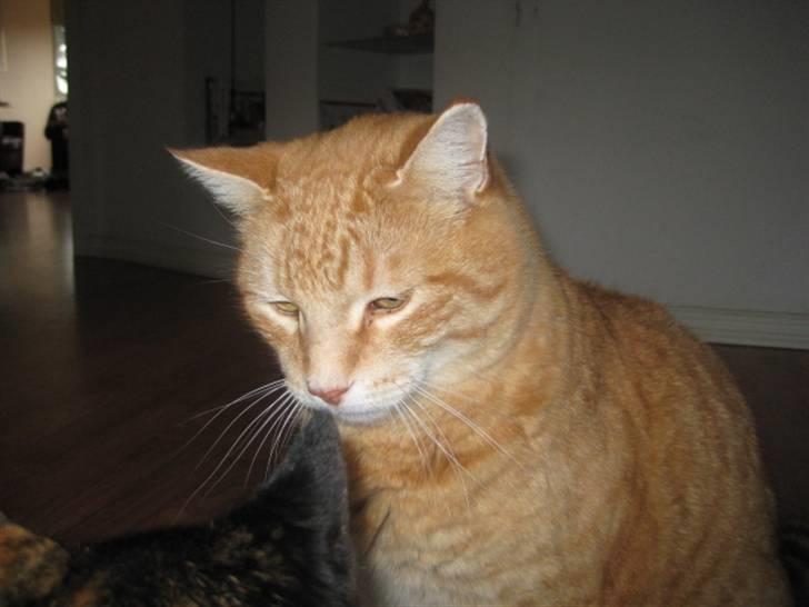 Huskat Simba <3 Sov sødt mindreng<3 - Simba jeg elsker diig <3 
(dårlig kvalitet) billede 8