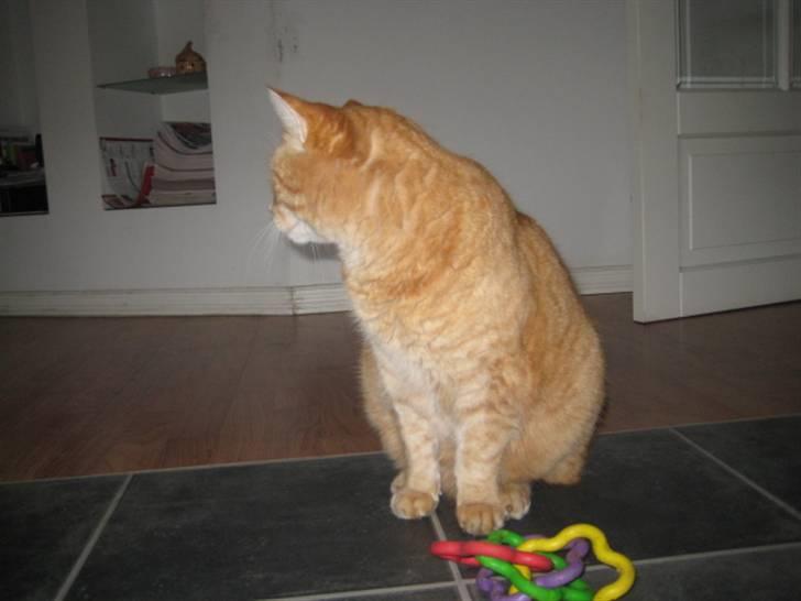 Huskat Simba <3 Sov sødt mindreng<3 - <3<3 (dårlig kvalitet) billede 9