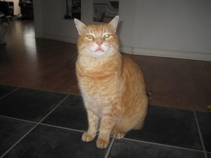 Huskat Simba <3 Sov sødt mindreng<3 - Simba siger: Hva laver du? ;b billede 10