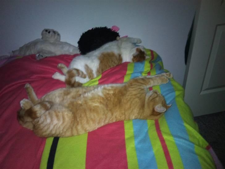 Huskat Simba <3 Sov sødt mindreng<3 - Simba & Snoopey tager lige en morfar xD :D Hehe. Jeg elsker jer <3!
(dårlig kvalitet) billede 11