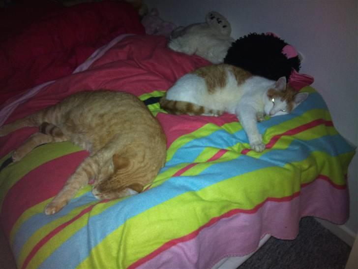 Huskat Simba <3 Sov sødt mindreng<3 - Zzzzzzzz xD <3 
(dårlig kvalitet) billede 12