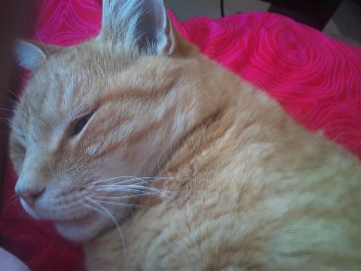 Huskat Simba <3 Sov sødt mindreng<3 - <3 billede 13